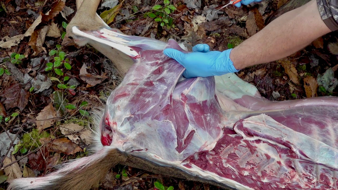 A hunter starts field dressing his deer harvest in this image. 