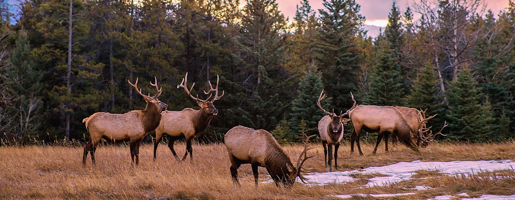 Sportsmen and Landowners Collaborate for Land Conservation