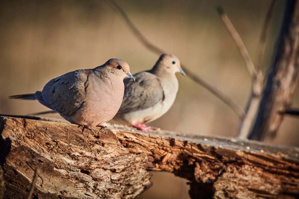 dove hunting 